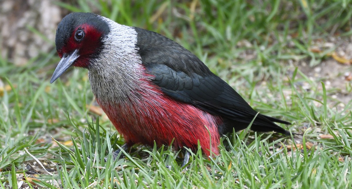 Lewis's Woodpecker - ML173342791