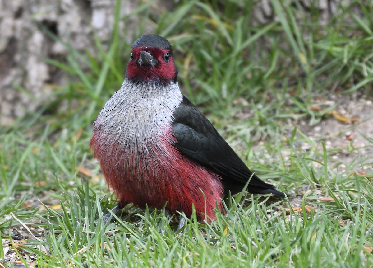 Lewis's Woodpecker - ML173342801