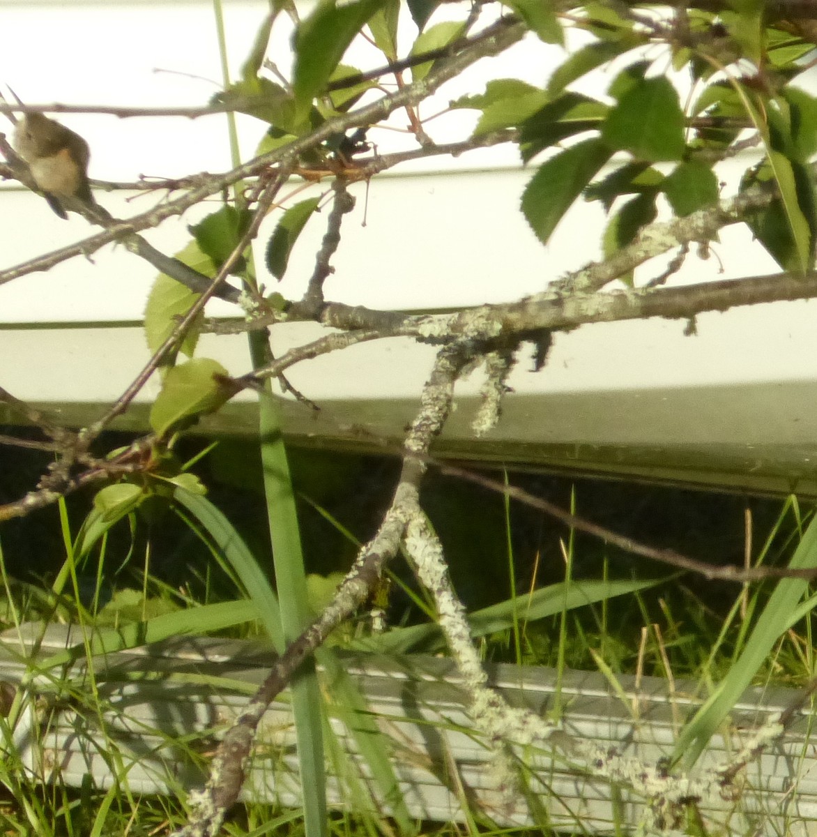 ub. kolibri (Trochilidae sp.) - ML173343121