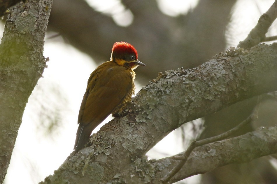 Golden-green Woodpecker - Jorge Claudio Schlemmer