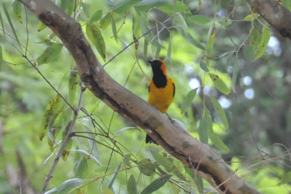Orange-crowned Oriole - ML173346471
