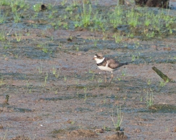 Semipalmated Plover - Jamie Simo