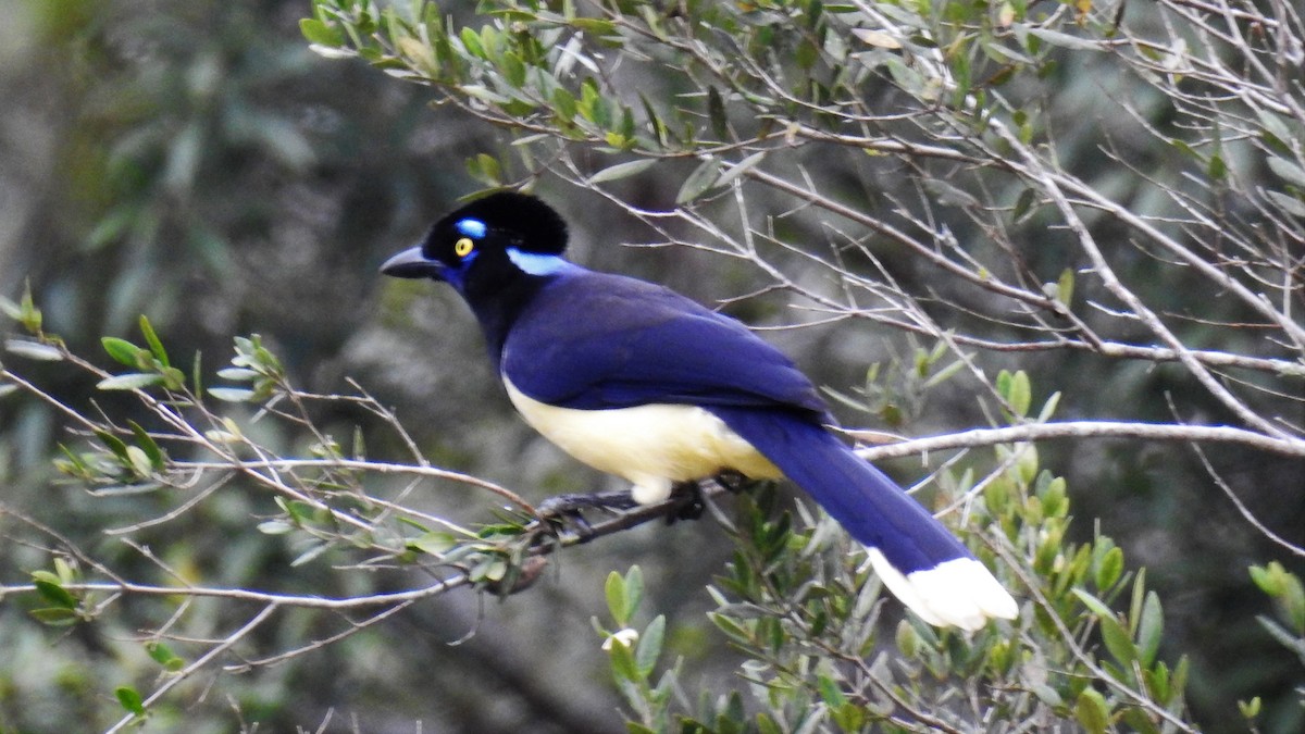 Plush-crested Jay - ML173348921