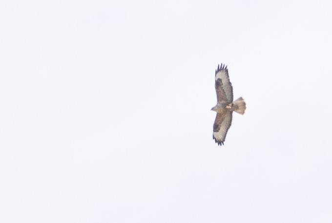 Long-legged Buzzard - ML173348961