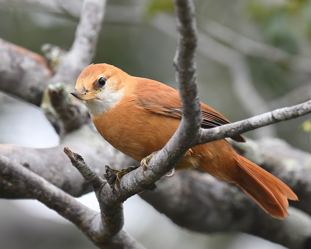 Great Xenops - Andrew Whitehouse