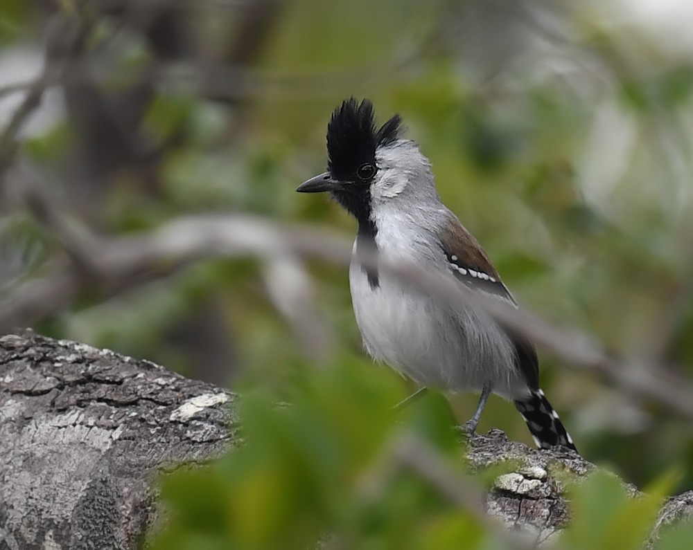 Silvery-cheeked Antshrike - ML173351941