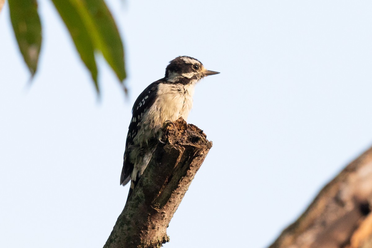 Downy Woodpecker - ML173352141