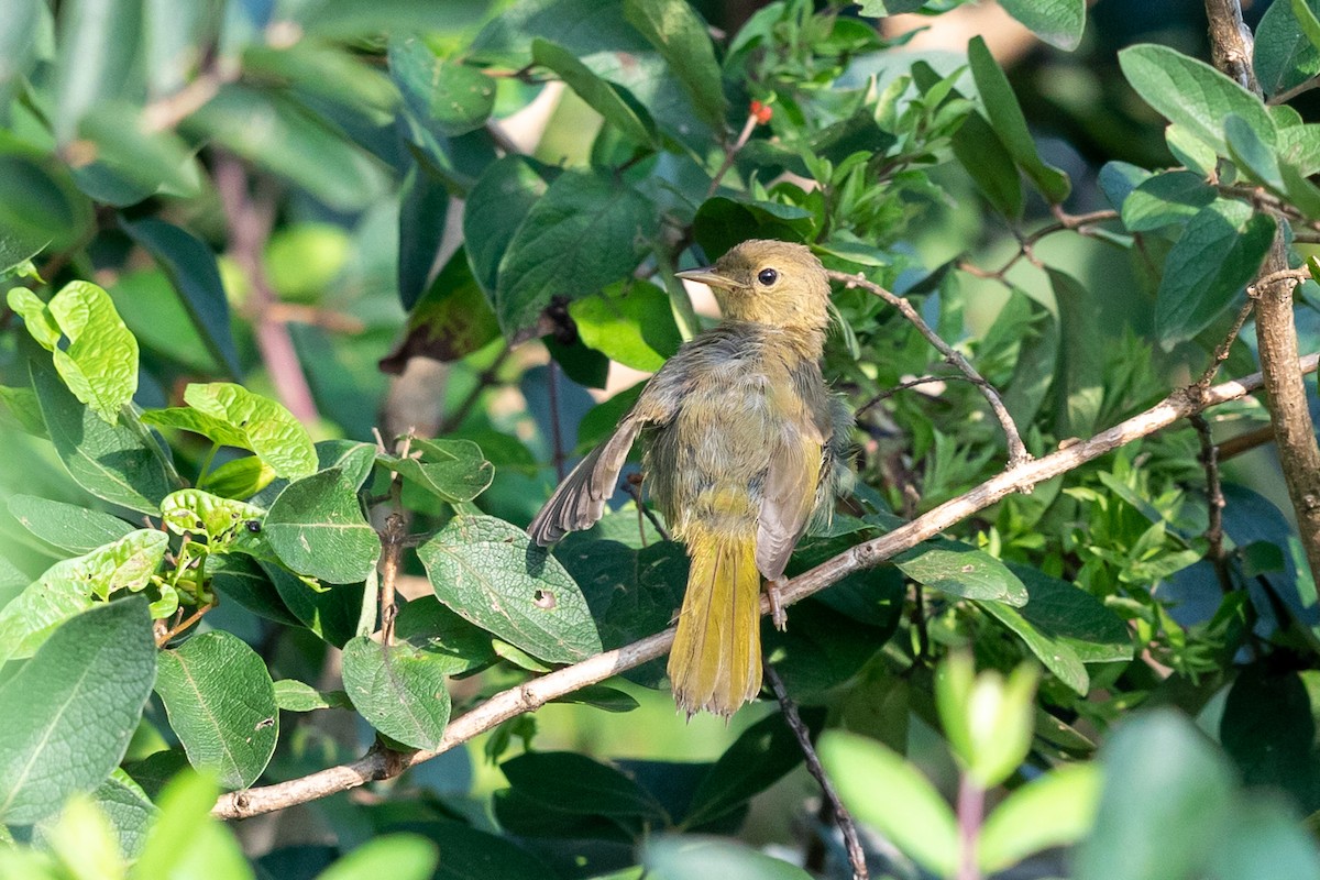 Common Yellowthroat - ML173352151