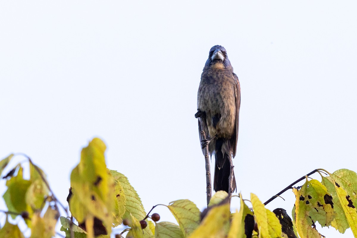 Guiraca bleu - ML173352181