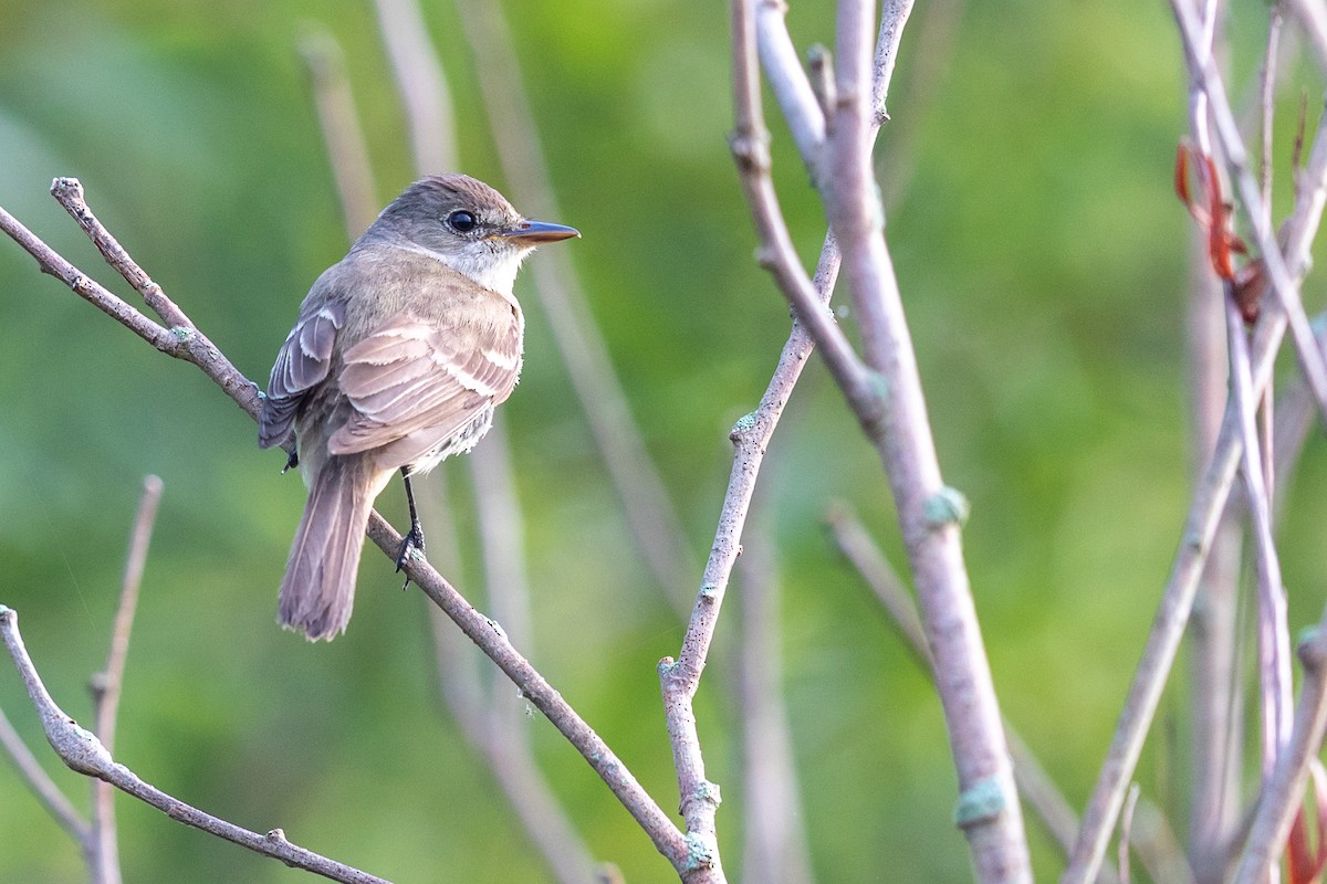 Willow Flycatcher - ML173352361