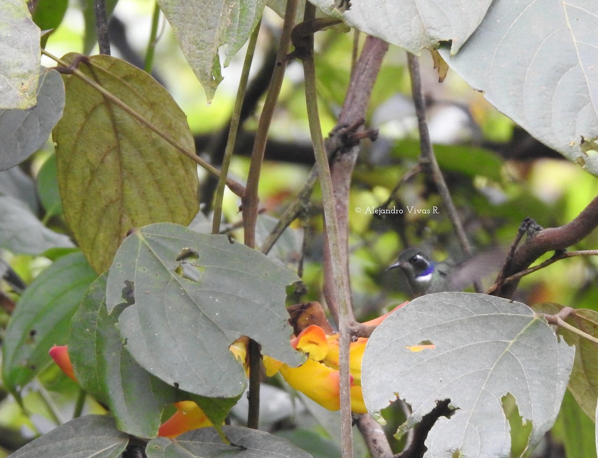 Colibrí Picocuña Oriental - ML173352871