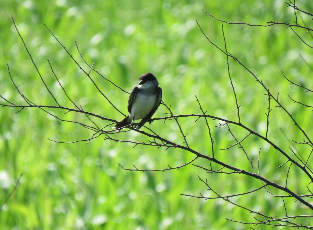 Eastern Kingbird - ML173352951