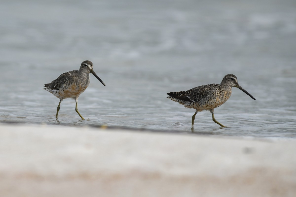 Short-billed Dowitcher - Mike Charest