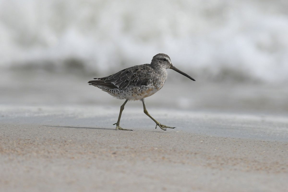 Short-billed Dowitcher - Mike Charest