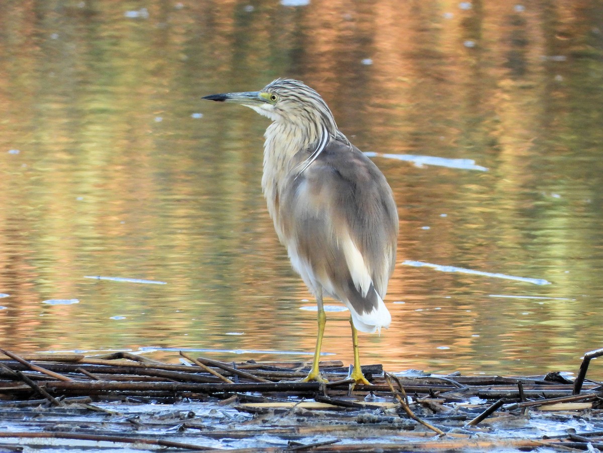 Squacco Heron - Teresa Cohen