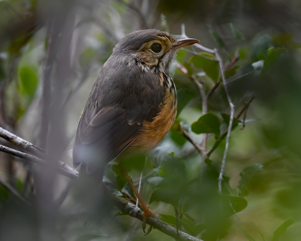 White-browed Antpitta - ML173354681