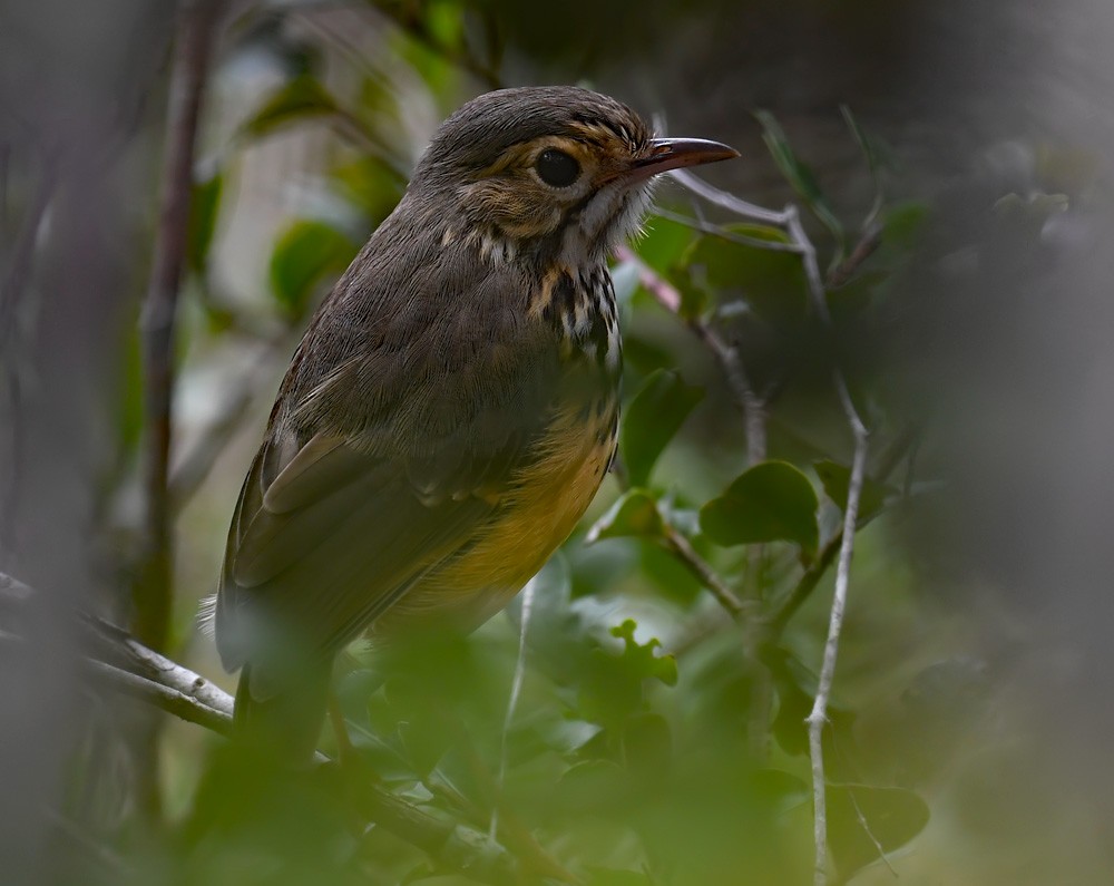 White-browed Antpitta - ML173354701