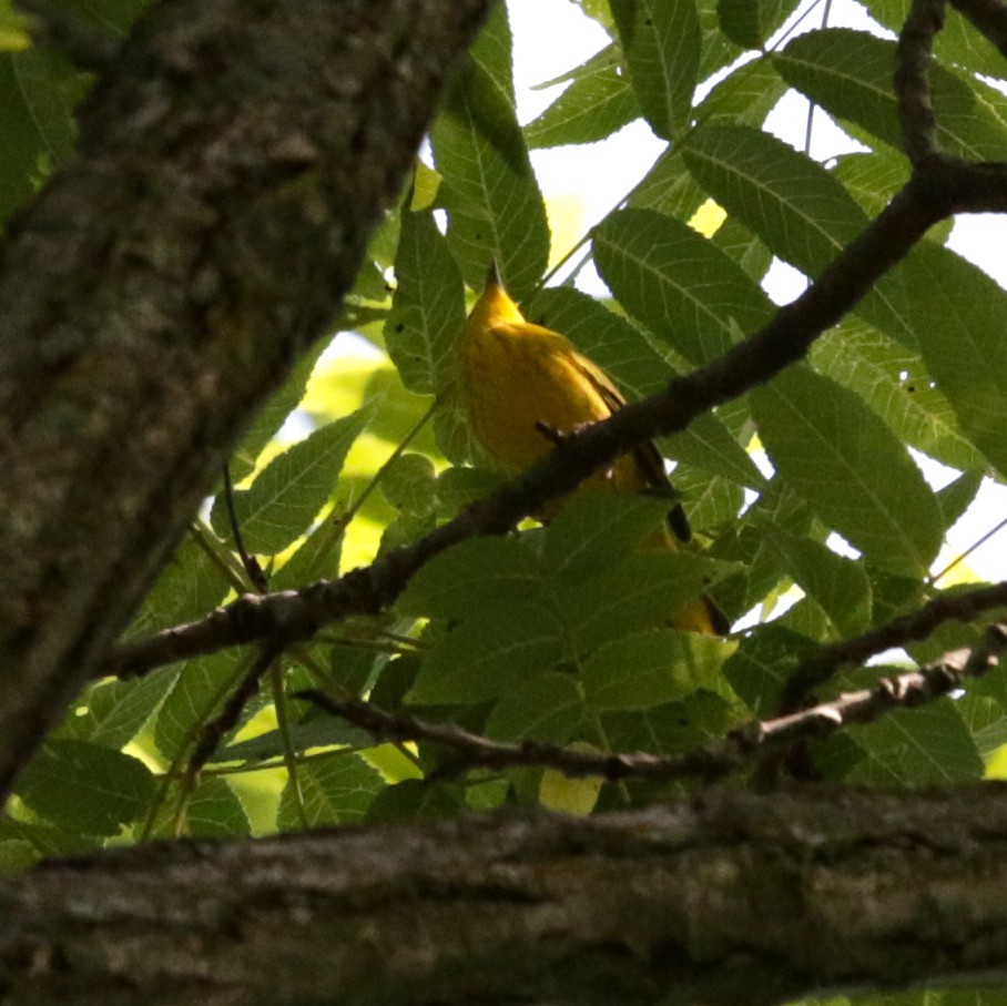 Paruline jaune - ML173355441