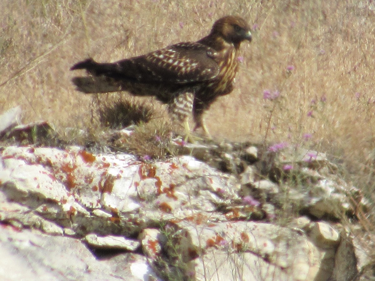 Red-tailed Hawk - ML173356381