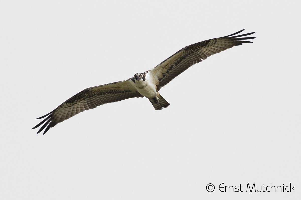 Osprey - Ernst Mutchnick