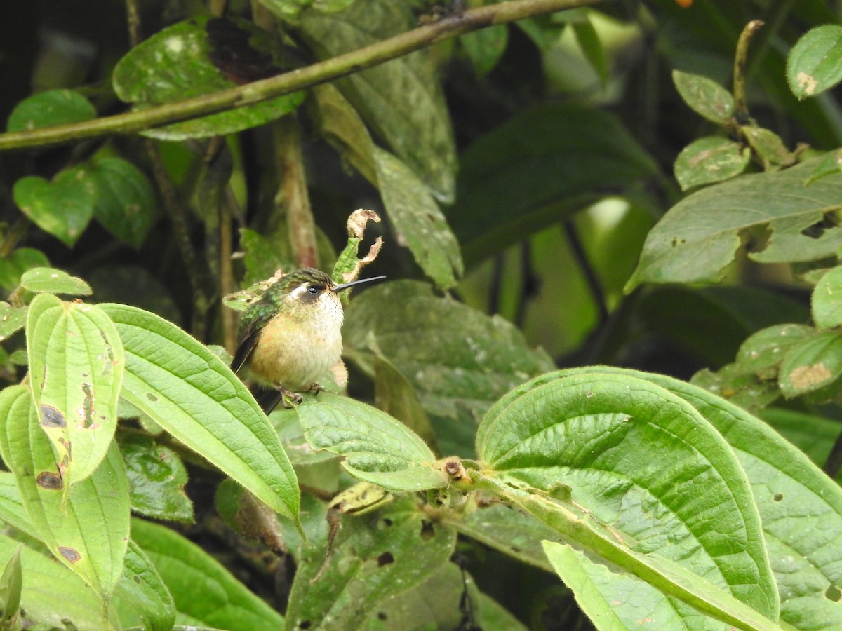 Speckled Hummingbird - Alejandro Vivas Ruiz