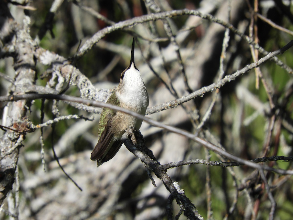 Black-chinned Hummingbird - ML173357101