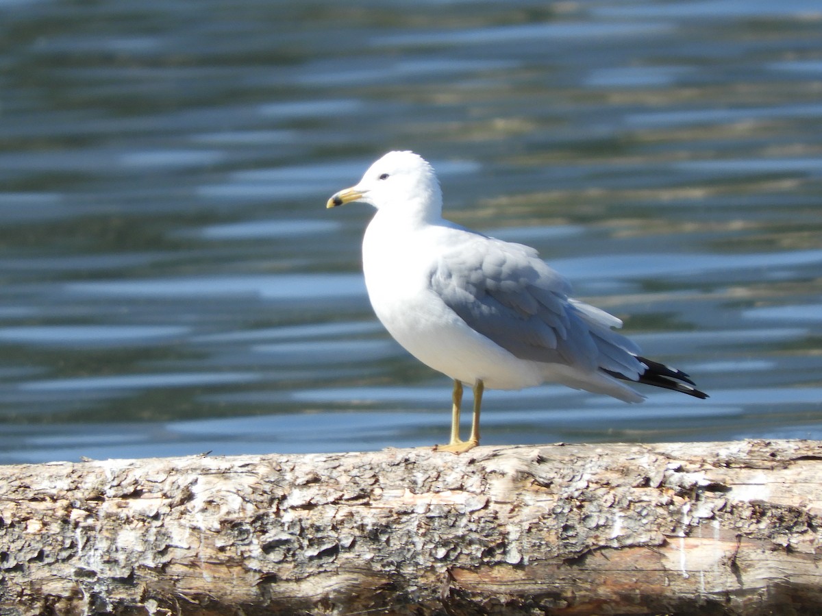 Ring-billed Gull - ML173357271