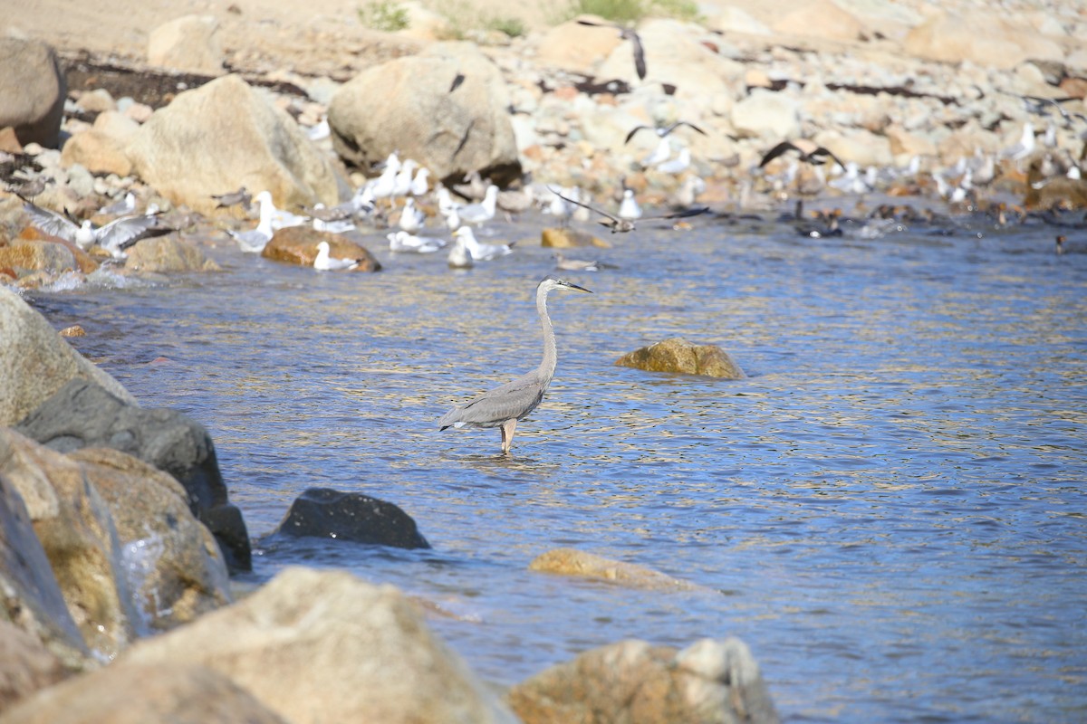 Great Blue Heron (Great Blue) - ML173357391