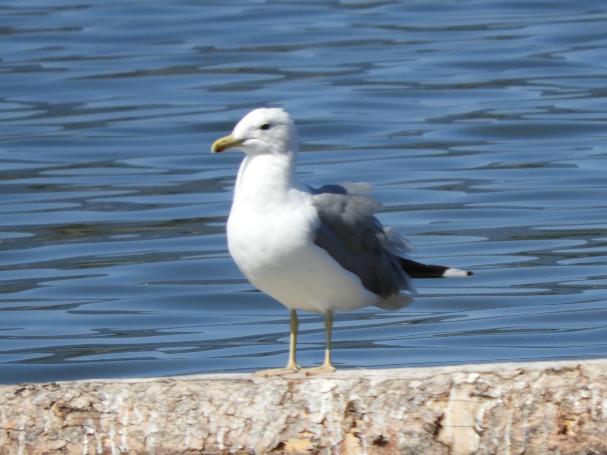 California Gull - ML173357741