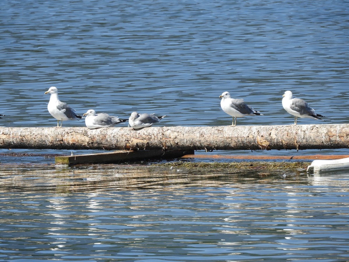 California Gull - ML173357761