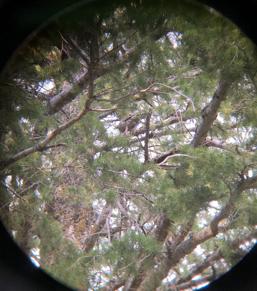 Dusky Grouse - Garrett Rhyne