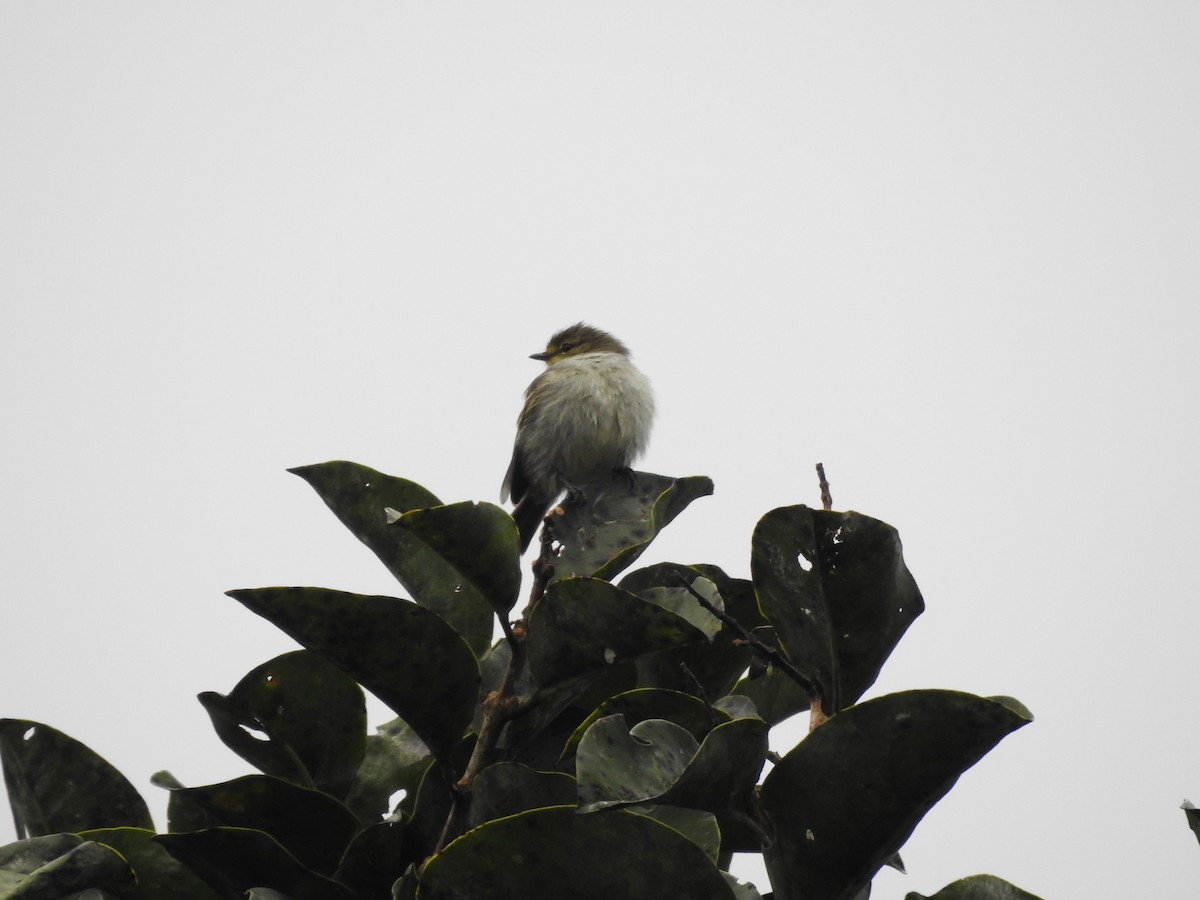 Golden-faced Tyrannulet - ML173359531