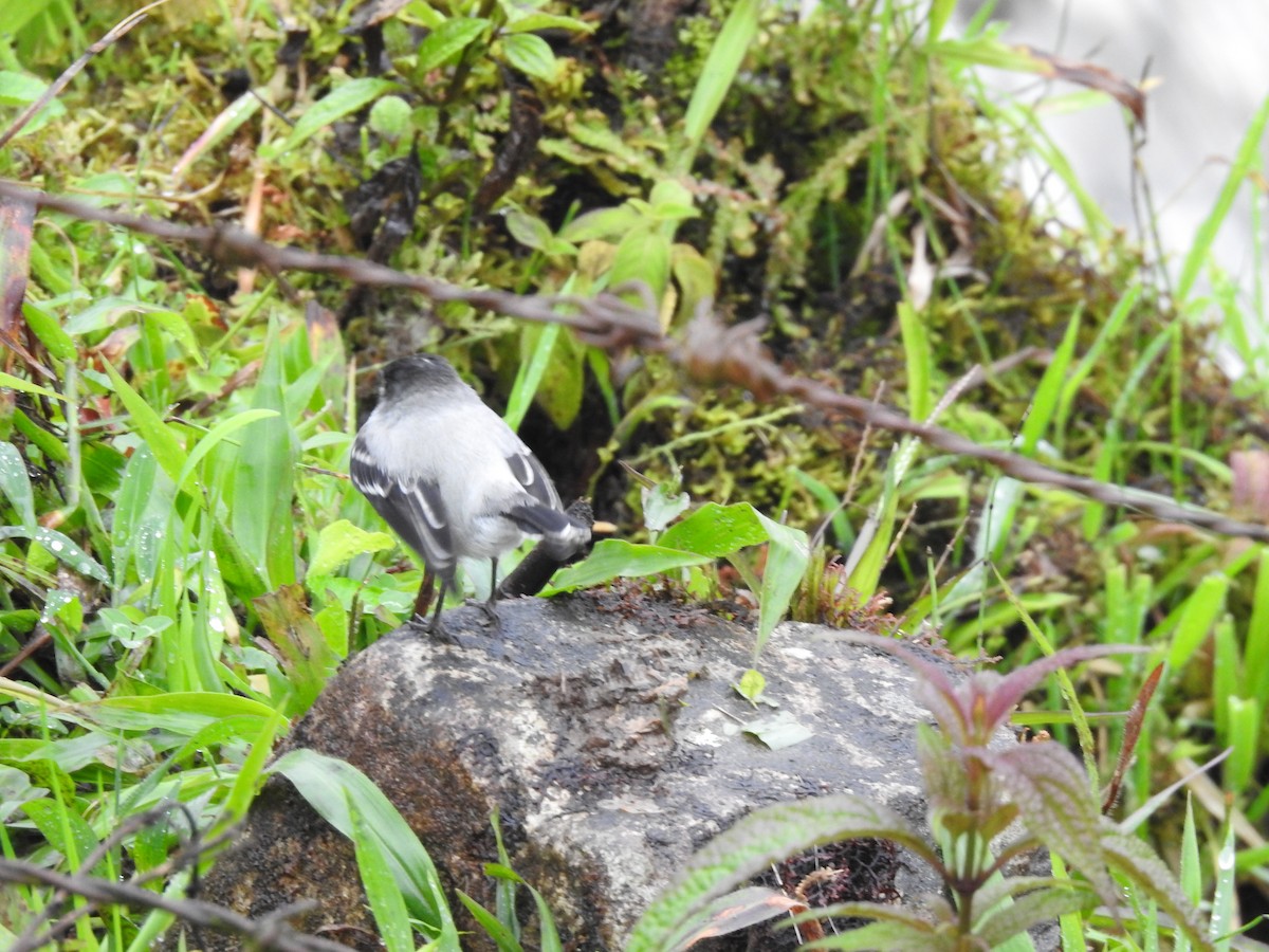 Torrent Tyrannulet - ML173359541