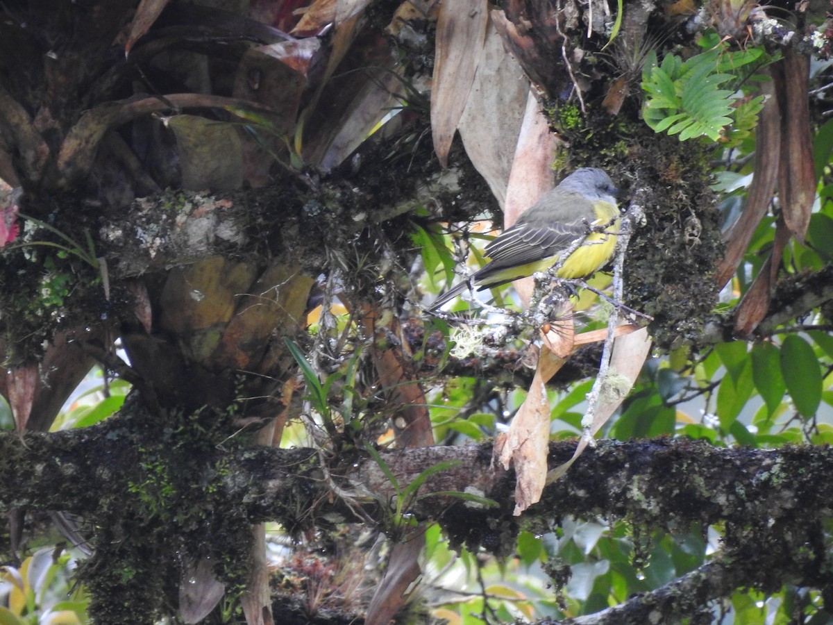 Tropical Kingbird - ML173359601