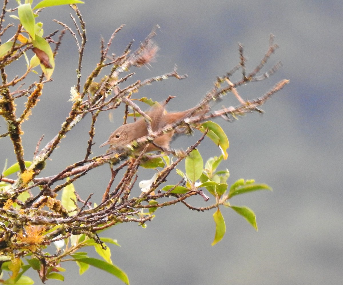 House Wren - ML173359621