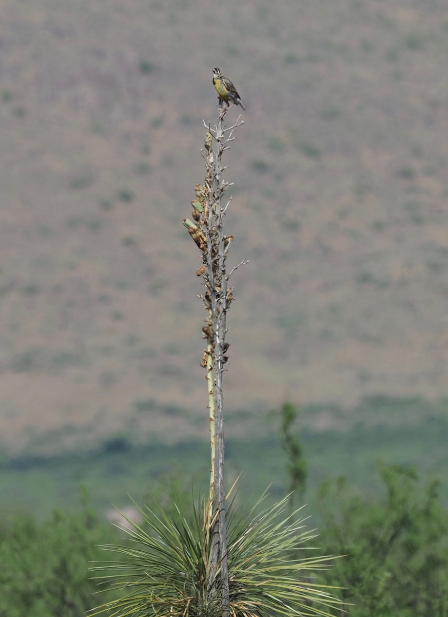 Chihuahuan Meadowlark - Bob Foehring