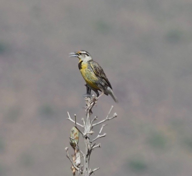 Chihuahuan Meadowlark - Bob Foehring