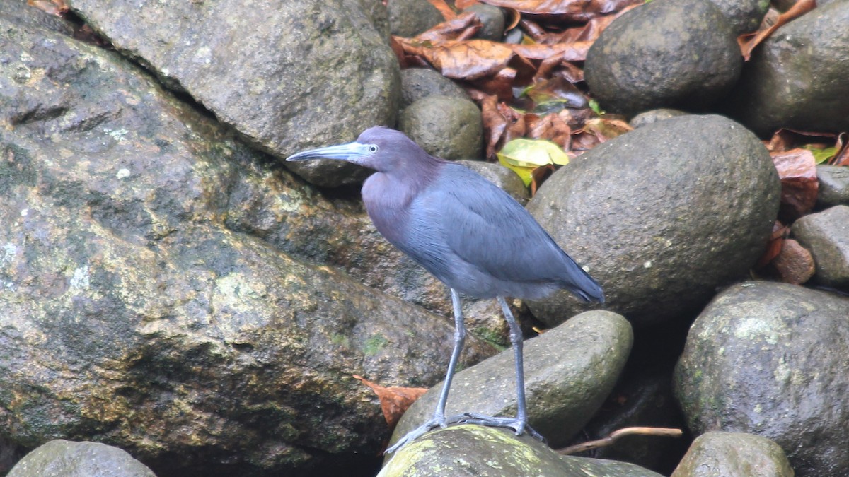 Little Blue Heron - ML173360051