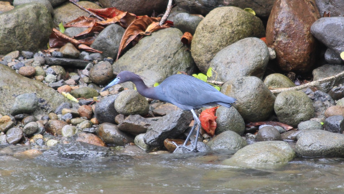 Little Blue Heron - ML173360071