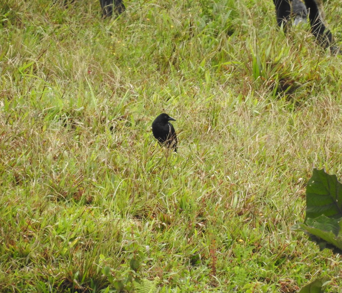 Giant Cowbird - ML173360351