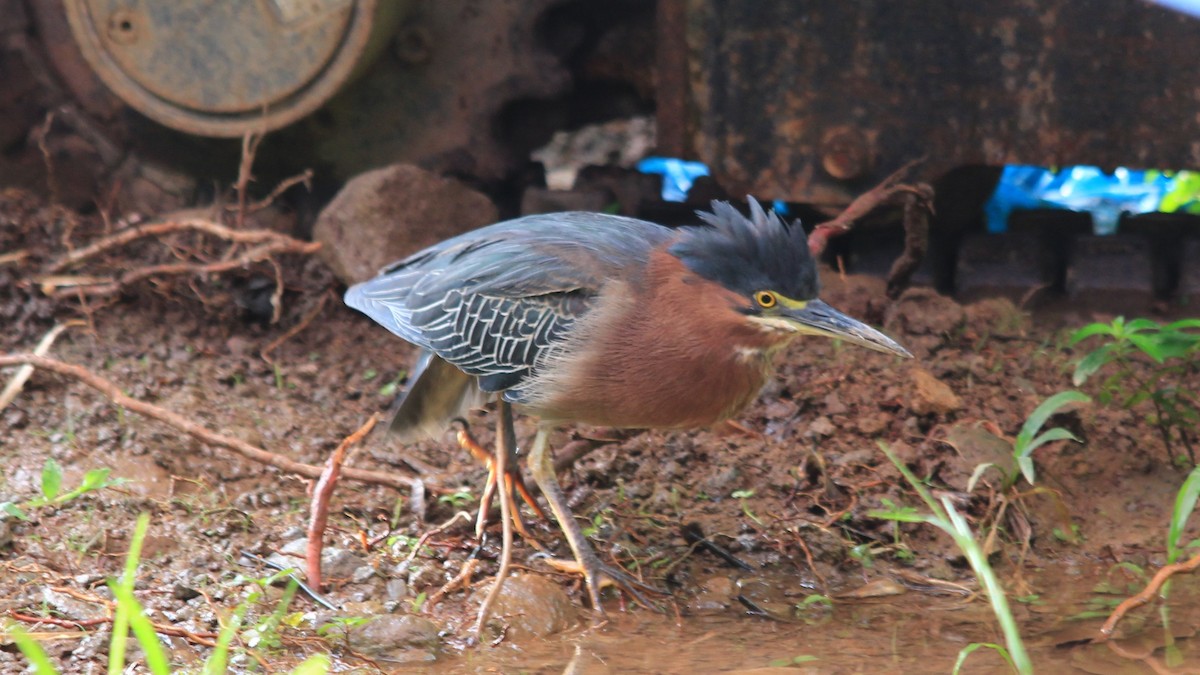 Green Heron - ML173360671