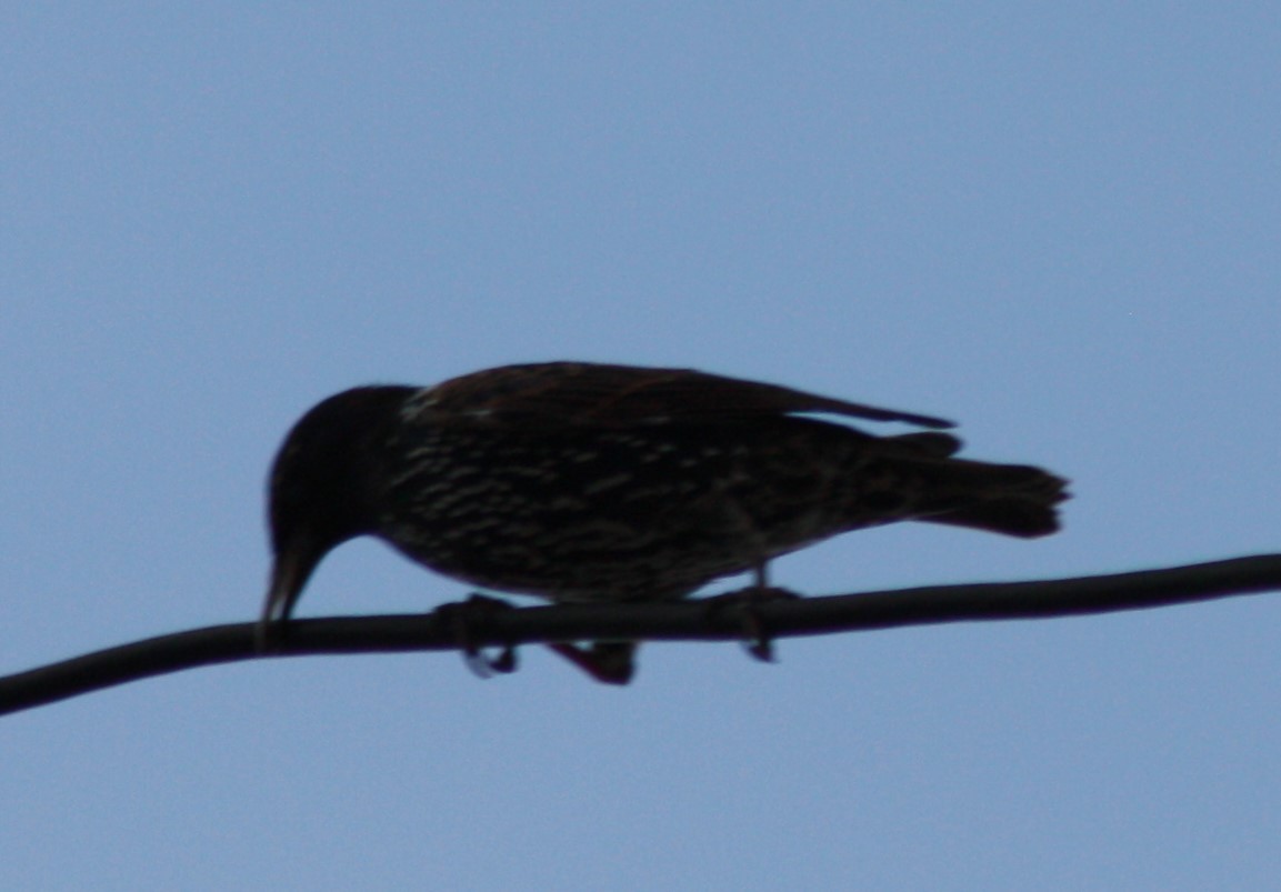 European Starling - ML173364991