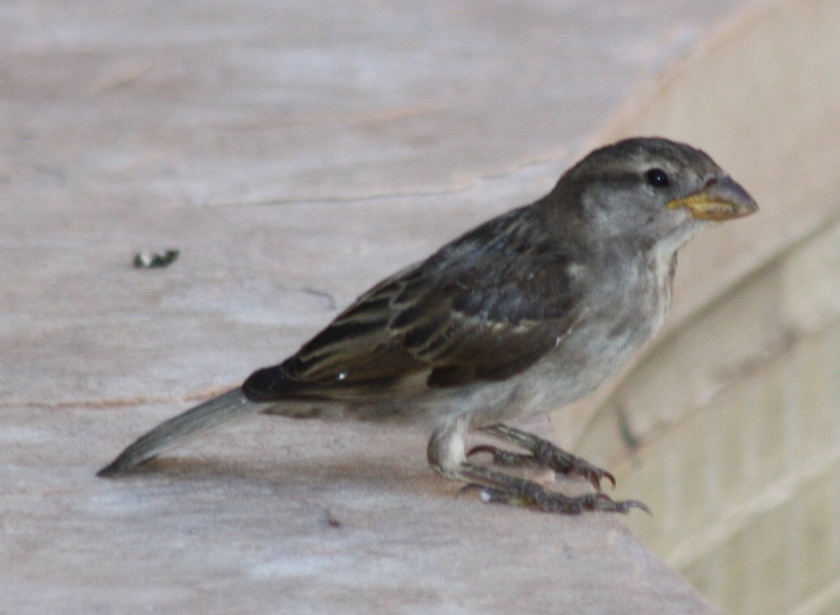 House Sparrow - ML173365091