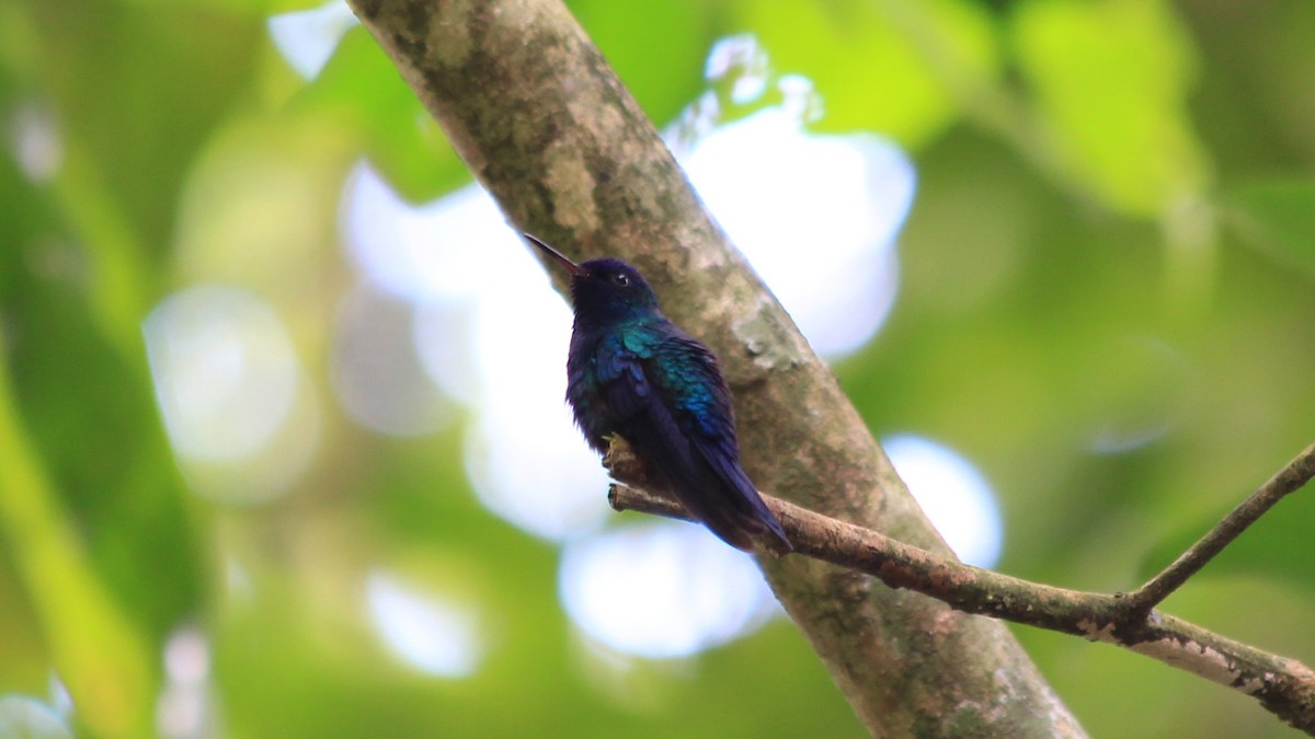 Blue-headed Hummingbird - Anonymous