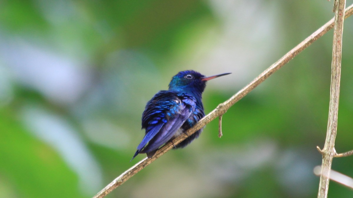 Blue-headed Hummingbird - Anonymous