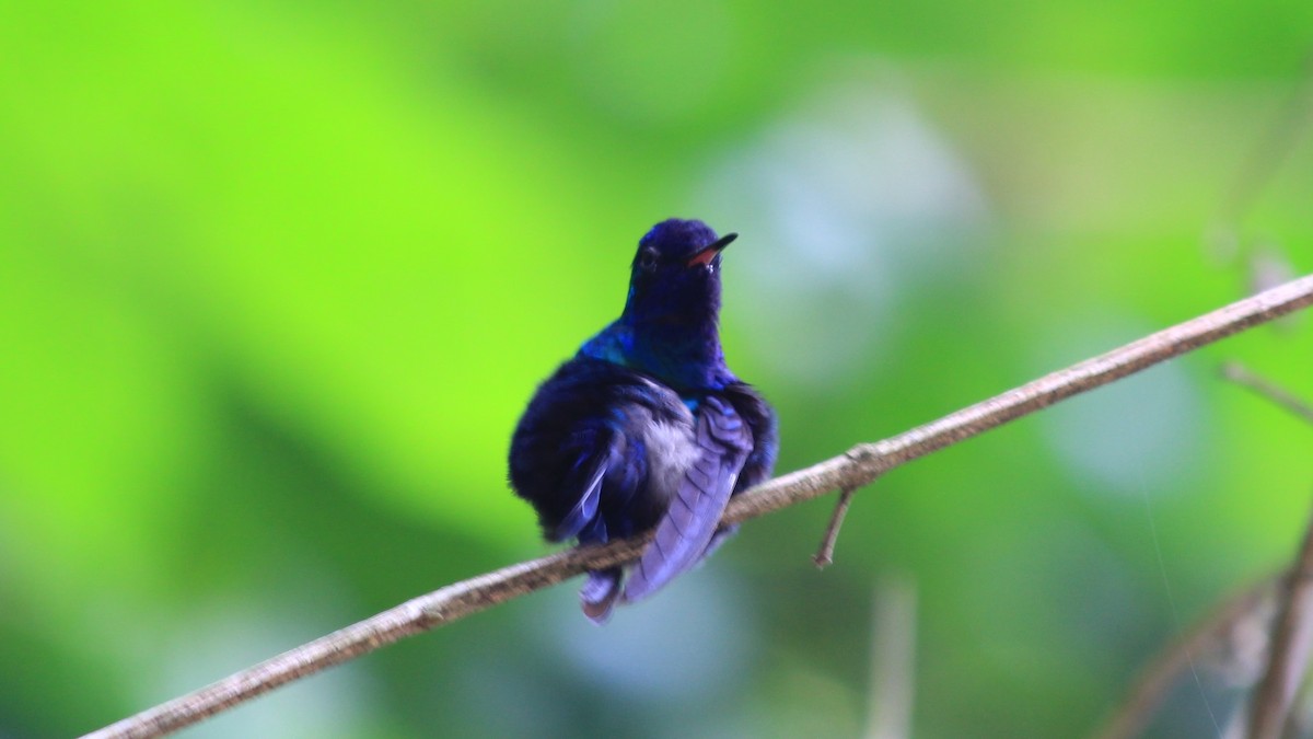 Blue-headed Hummingbird - Anonymous