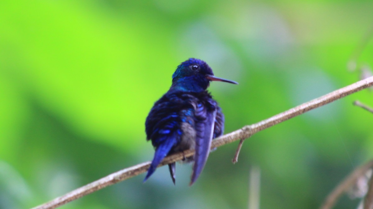 Blue-headed Hummingbird - Anonymous