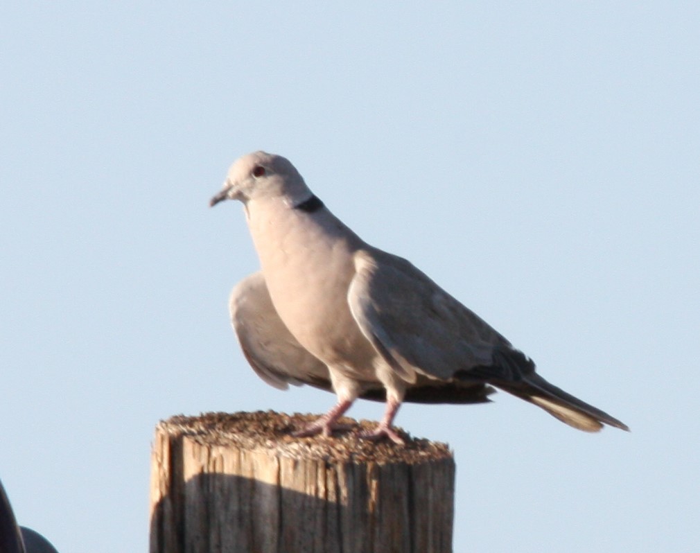 Eurasian Collared-Dove - ML173365261