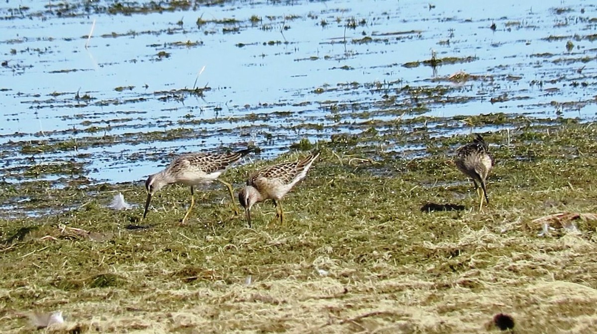 Bindenstrandläufer - ML173365271