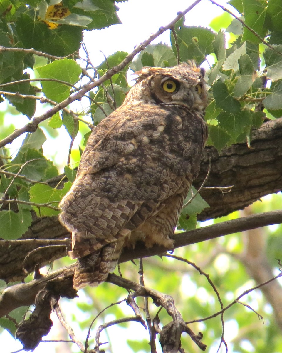 Great Horned Owl - ML173368931